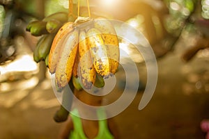 Red banana, Musa AAA group