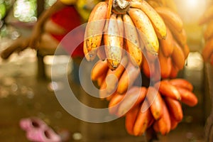 Red banana, Musa AAA group