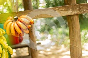 Red banana, Musa AAA group