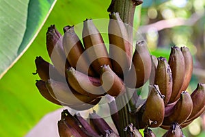 Red banana, Musa Nak Musaceae, AAA group