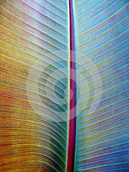 Red Banana Tree leaf