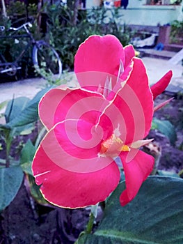 Red bananna flower