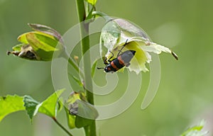 Red Banded Blister Beetle on Wild Okra Plant