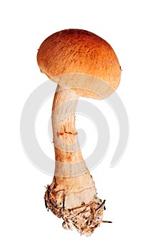 Red-banded cortinarius isolated on white