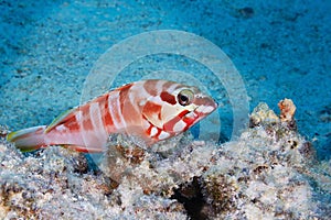 Red banded grouper