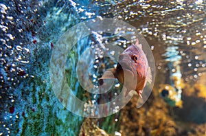 Red-banded grouper Epinephelus fasciatus. Wonderful and beautiful tropical fish with corals reef in the aquarium. Nature forest