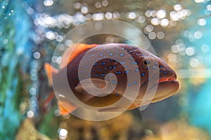 Red-banded grouper Epinephelus fasciatus. Wonderful and beautiful tropical fish with corals reef in the aquarium. Nature forest