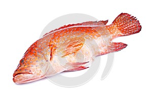 Red-banded grouper isolated