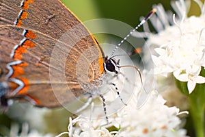 Red-banded hairstreak