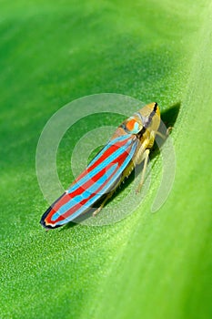 Red Banded Leafhopper