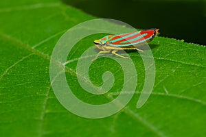 Red-banded Leafhopper - Graphocephala coccinea