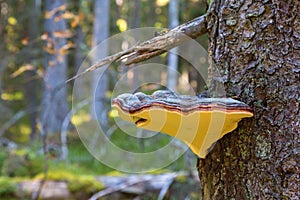 Red banded polypore