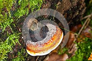 Red Banded Polypore, Fomitopsis pinicola