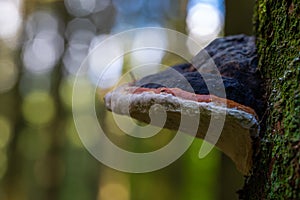 Red-banded polypore Latin: Fomitopsis pinicola a stem decay fungus against a tree in the Belgium Ardennes and Eifel