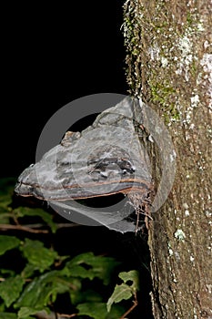 Red Banded Polypore tree mushroom