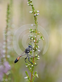 Red-banded sand wasp, Ammophila sabulosa