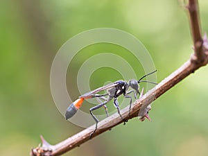 Red-banded sand wasp Ammophila sabulosa sitting on a twig