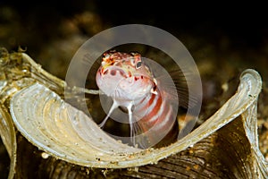 red banded shrimpgoby