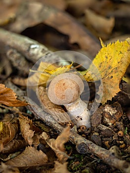 Red-banded Webcap Fungus in English Woodland