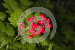 Red baneberry