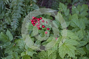 Red baneberry