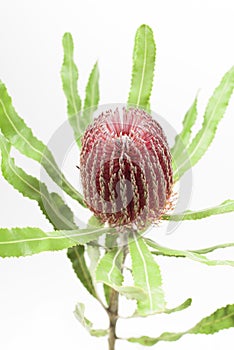 Red banksia flower