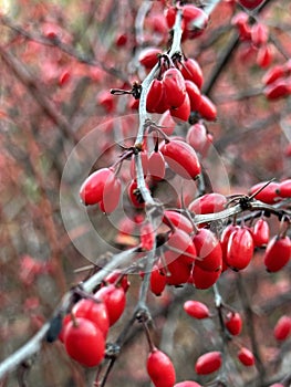 Red barberries on a branch of berberis in Tartu University Botanical Garden, Tartu maakond, Estonia, October 2022