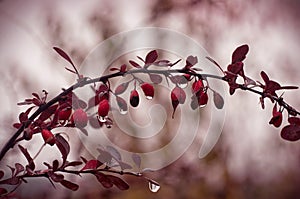 Red barberries with drops of water hanging in autumn on a branch