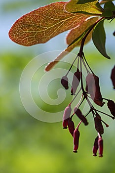 Red barberries growing on a barberry bush in the sunlight in late spring