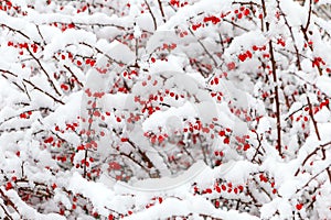 Red barberry berries under the snow during a snowfall