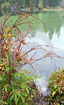 Red barberry bush near alpine autumn lake Hintersee, Berchtesgaden national park, Deutschland, Alps, Bavaria, Germany