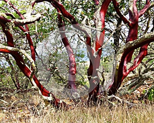 Red bark of Manzanita tree