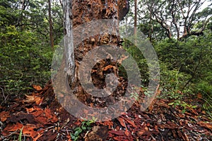 red bark on a tree in the forest