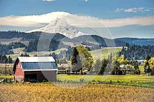 Red barn, apple orchards, Mt. Hood