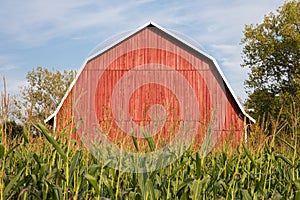 Red Barn Behind Tall Corn
