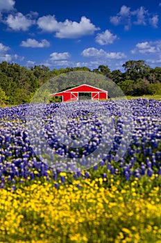 Red Barn in the Bluebonnet Field