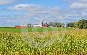 Red Barn and Buildings with Corn Field Foreground