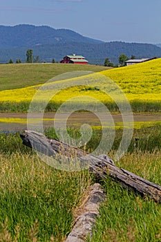 Red Barn and Canola Field