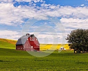 Red Barn and Canola Field in Palouse, WA photo