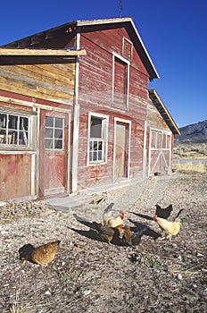 Red barn with chickens in yard, NV photo