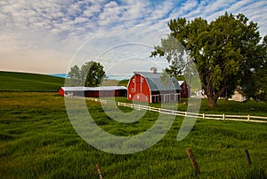 Red Barn Surrounded by Green Fields in Palouse photo