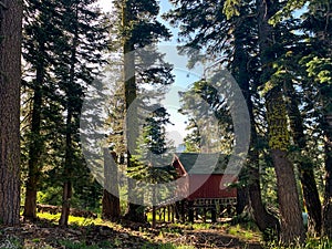 Red Barn in the Forest - Tahoe, California