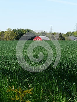 Red barn and green cornfield, Ontario, Canada