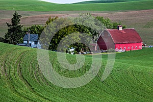 Red Barn in Green Field in the Palouse