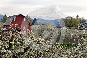 Red Barn in Hood River Pear Orchard