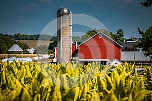 Red barn near tobacco field in Lancaster County