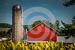 Red barn near tobacco field in Lancaster County PA