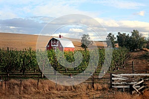 Red Barn and Orchard