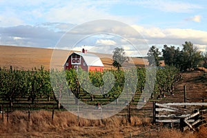 Red Barn and Orchard photo
