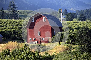 Red barn & orchards.